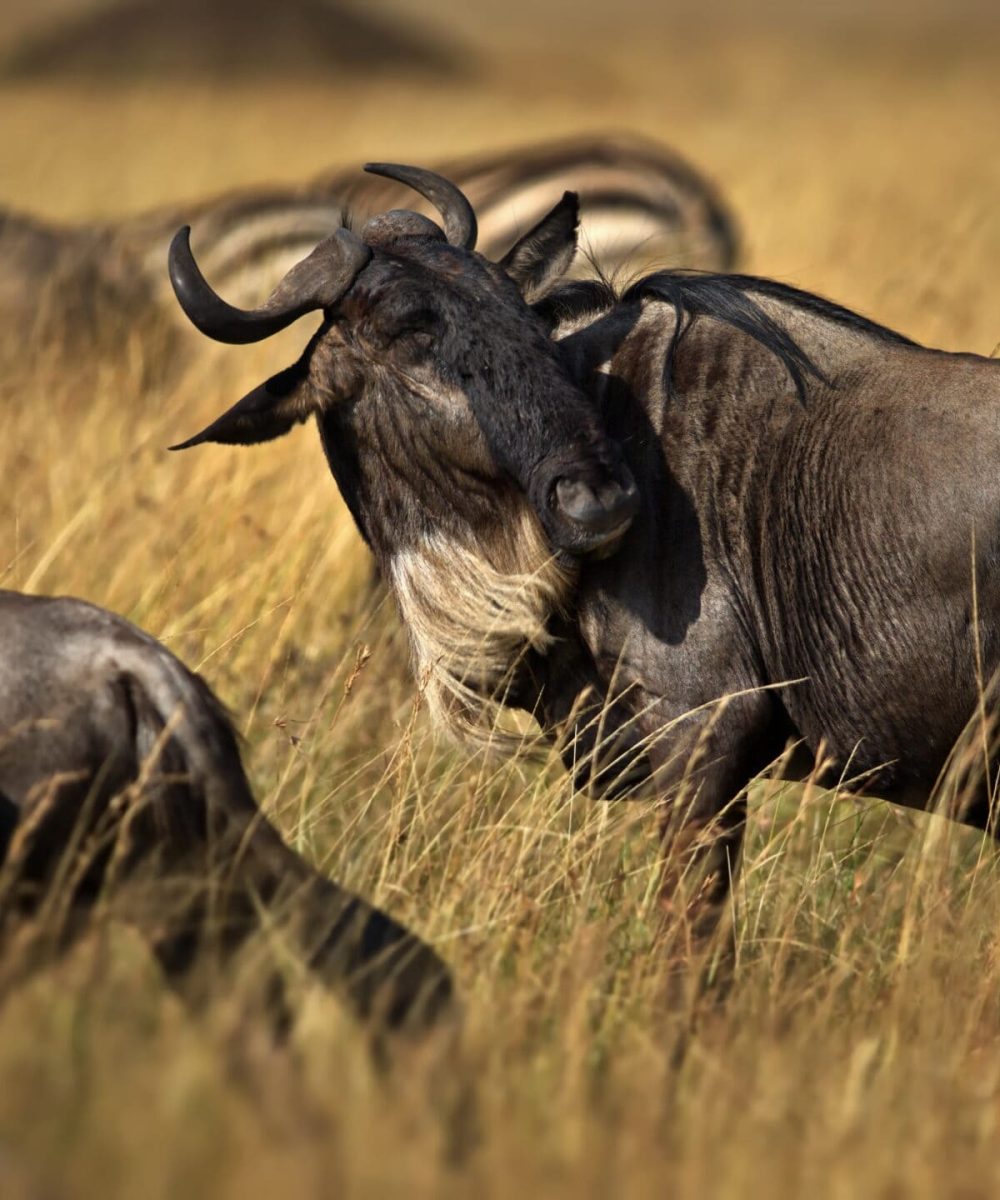 A group of buffalos in Masai Mara, Kenya