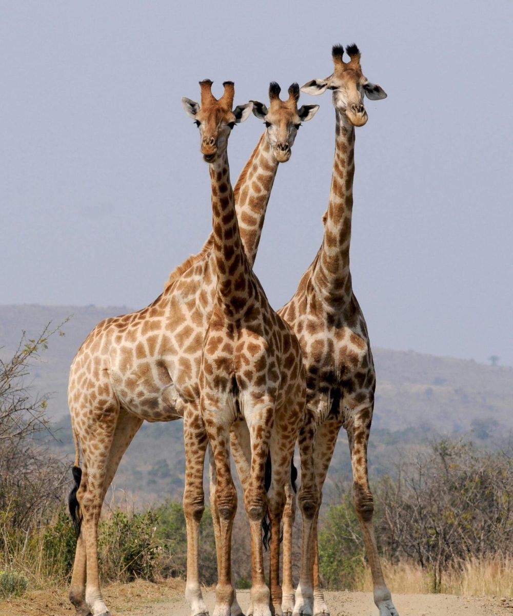 Hluhluwe–iMfolozi Park